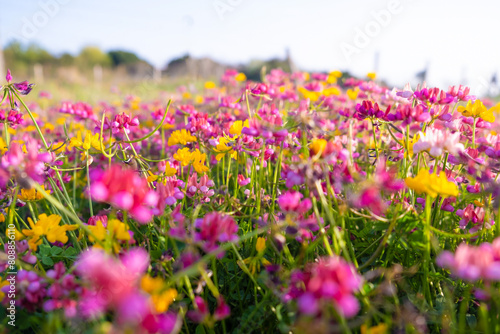 Vibrant Wildflower Meadow. Low angle view of a vibrant wildflower meadow with a mix of pink, yellow, and purple flowers under a clear blue sky. photo