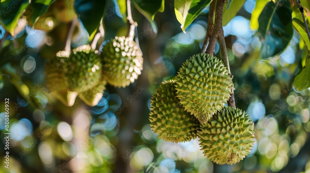 durian fruits hanging from a tree. There are green leaves on the tree and the background is blurry with bright spots of light. durian fruits hanging from a tree. There are green leaves on the tree and the background is blurry with bright spots of light.