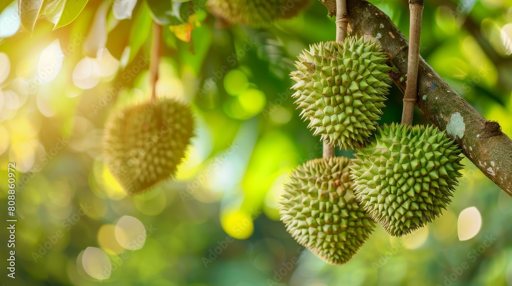 This is a picture of a durian tree with several durians hanging from it. The durians are large, green, and have a spiky texture. This is a picture of a durian tree with several durians hanging from it. The durians are large, green, and have a spiky texture.