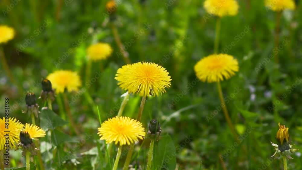 Close-up of blooming yellow dandelions swaying in the wind in the meadow Close-up of blooming yellow dandelions swaying in the wind in the meadow