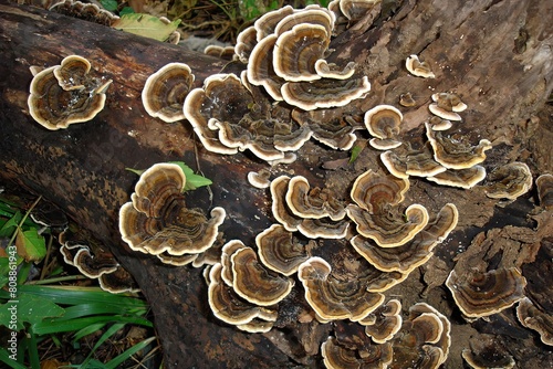 Closeup shot colony of stripy brown tree mushrooms Trametes versicolor or Turkey tail fungus on dead stump in autumn forest. Mycology theme or medicinal mushroom and naturopathy natural background. photo