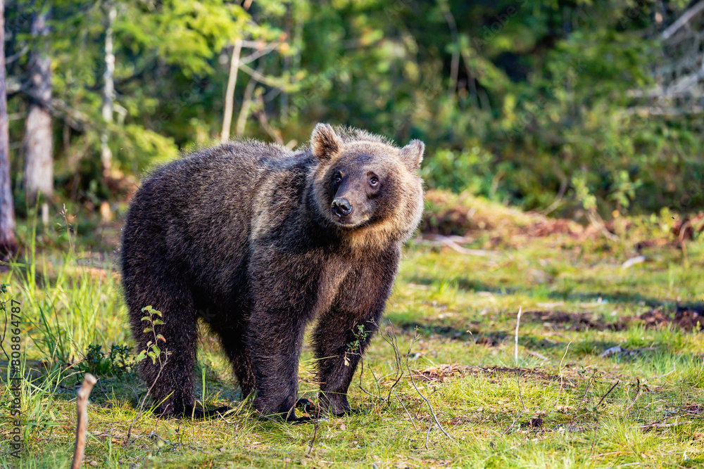 Fototapeta premium brown bear in the forest