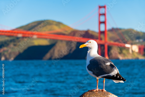 California gull sitting on a bollard on “Torpedo wharf“ in Crissy Field, San Francisco (USA) on a sunny morning. Red silhouette of famous Golden Gate bridge blurred in the background. Panoramic view. photo