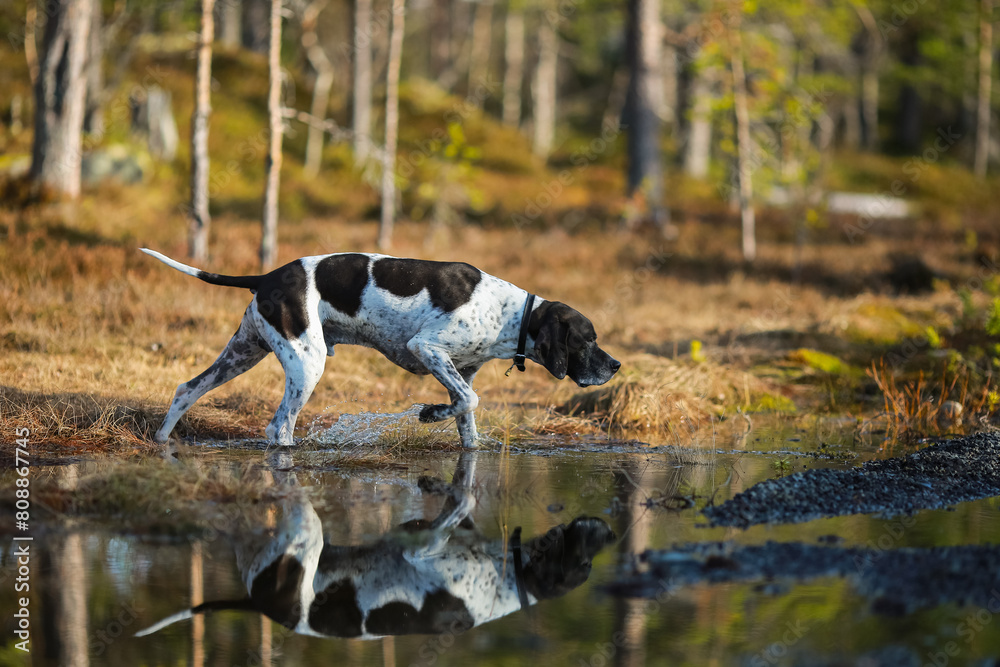 Dog english pointer