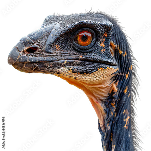 Extreme side view of a Therizinosaurus face isolated on a white transparent background
