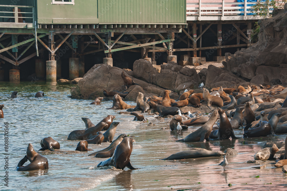Ταπετσαρία A Group of California Sea Lions at Monterey Bay, California