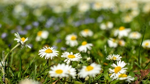 Field daisies bloom in the meadow focus on foreground