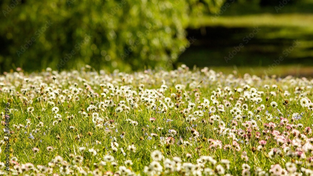 Fototapeta premium wild daisies at Westpark in Munich in spring Background not in focus