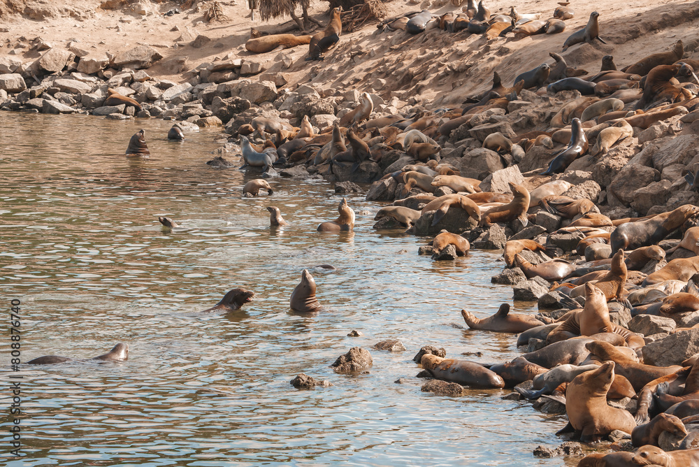 Φωτογραφία A Group of California Sea Lions at Monterey Bay, California