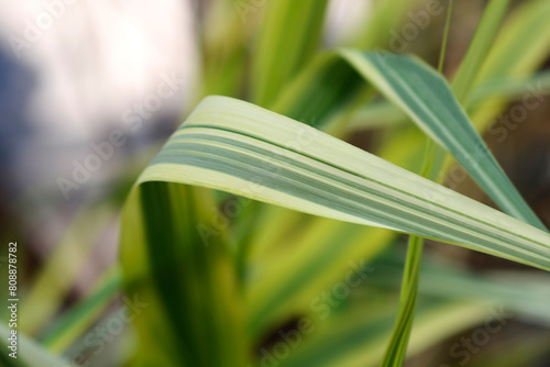 Giant reed Ely leaves
