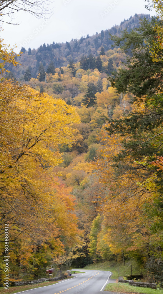 Autumn woods in the mountains