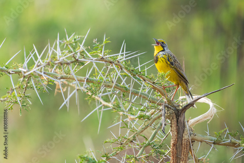 Yellow-throated longclaw (Macronyx croceus)