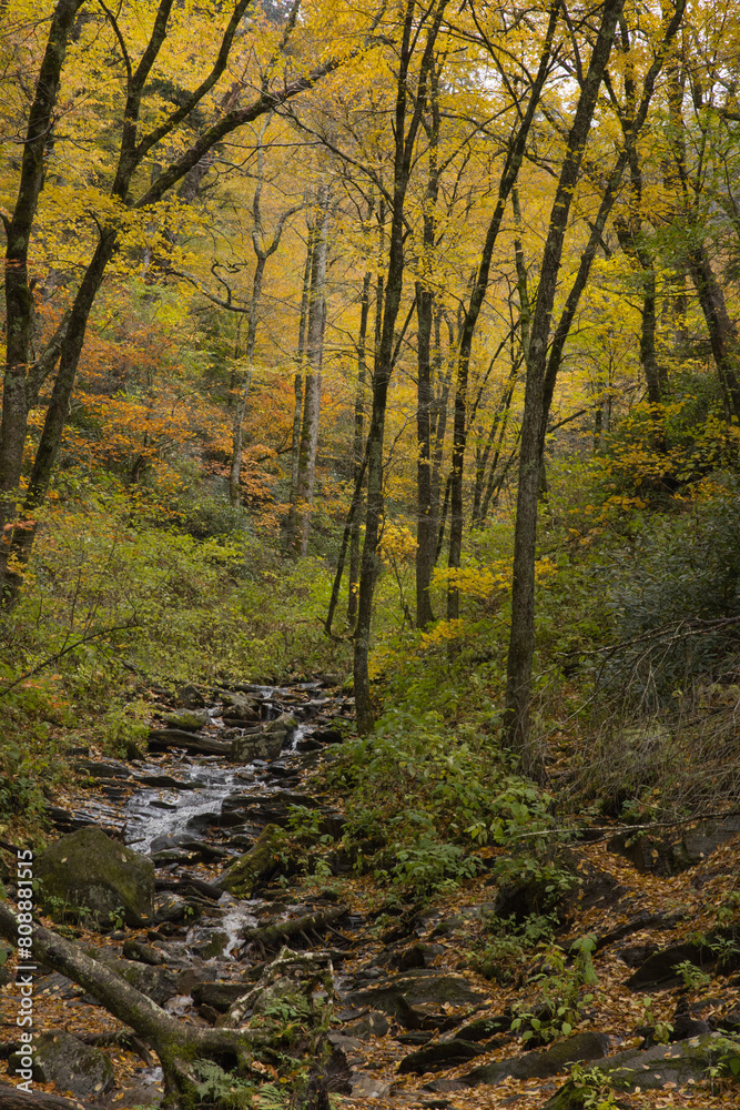 Autumn woods in the mountains Autumn woods in the mountains