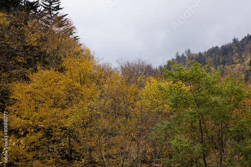 Autumn woods in the mountains