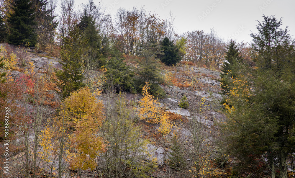 Autumn woods in the mountains Autumn woods in the mountains