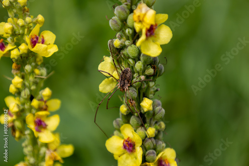 A spider is sitting on a yellow flower