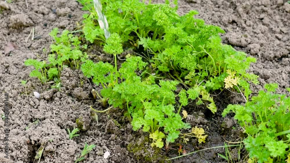 Gardening concept. Watering seedling plant in garden with watering can Gardening concept. Watering seedling plant in garden with watering can