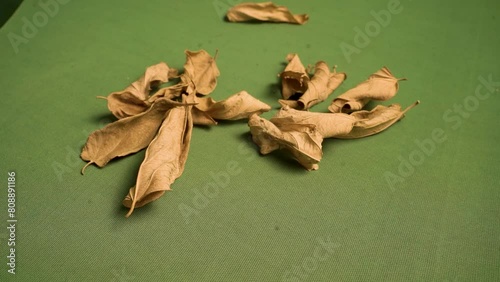 leaves on green screen 