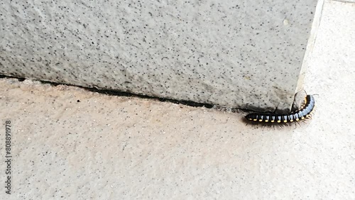 Close up : A millipede worm is crawling on the floor photo