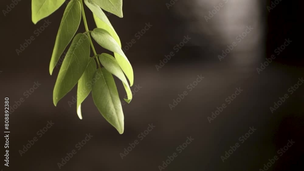 green leaves on a branch