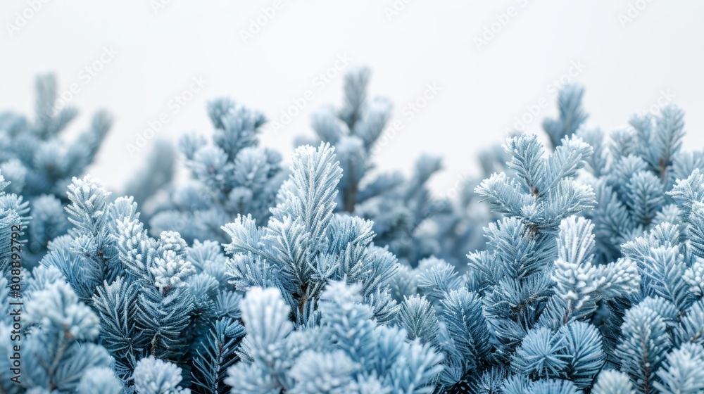 Serene and mystical winter forest scene with dense frost-covered trees in a foggy atmosphere Serene and mystical winter forest scene with dense frost-covered trees in a foggy atmosphere