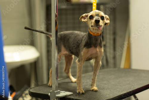  dog after grooming in vet hospital close up photo. High quality photo