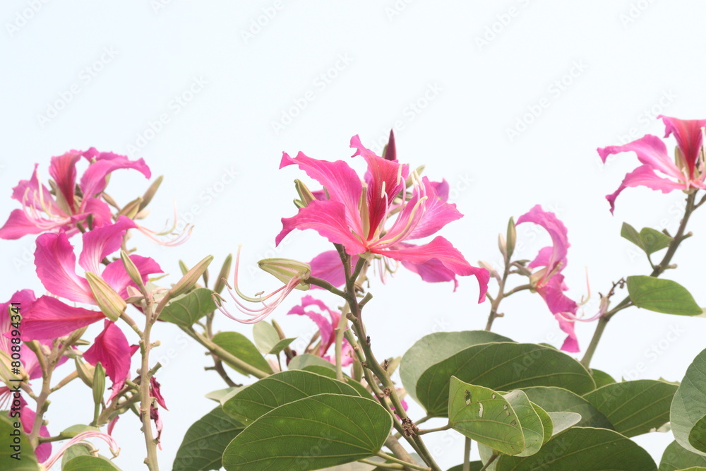 Fototapeta premium Bauhinia flower plant on farm