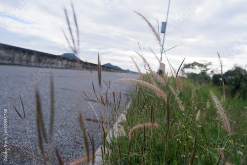 View of road side with grass flowers and cloud sky behind