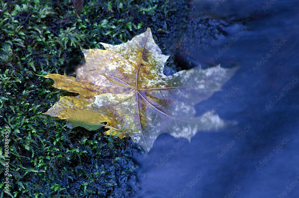 Φωτογραφία autumn leaves on the water, nacka, sverige,sweden,Mats, stockholm