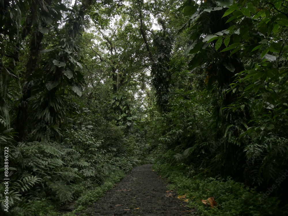 Dirt path winding through dense foliage of jungle rainforest in guadeloupe Dirt path winding through dense foliage of jungle rainforest in guadeloupe