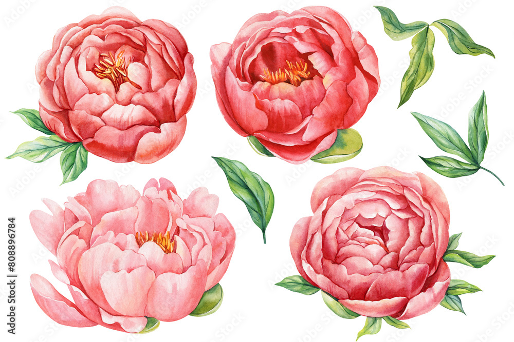 Peonies Flowers on white background floral element for design, watercolor botanical illustration painting. Summer flower Peonies Flowers on white background floral element for design, watercolor botanical illustration painting. Summer flower