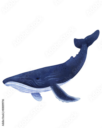 Watercolor blue whale illustration isolated on white background. Hand-painted realistic underwater animal  photo