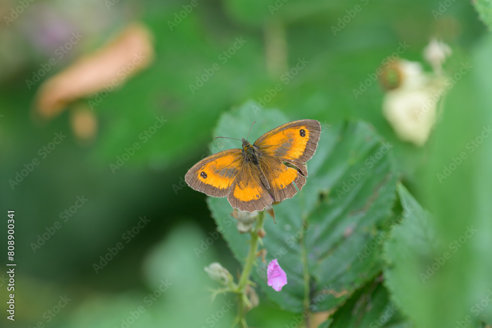 A Gatekeeper butterfly resting on a leaf A Gatekeeper butterfly resting on a leaf