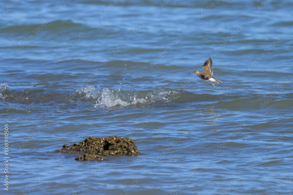 Fotografie A common sandpiper flying on the beach