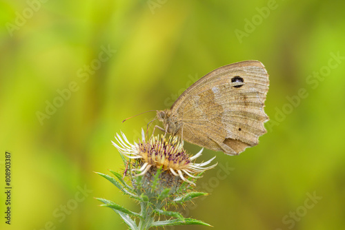 A Dryad butterfly resting on a flower