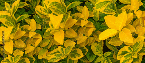 Horizontal image of yellow leaves in a summer garden
