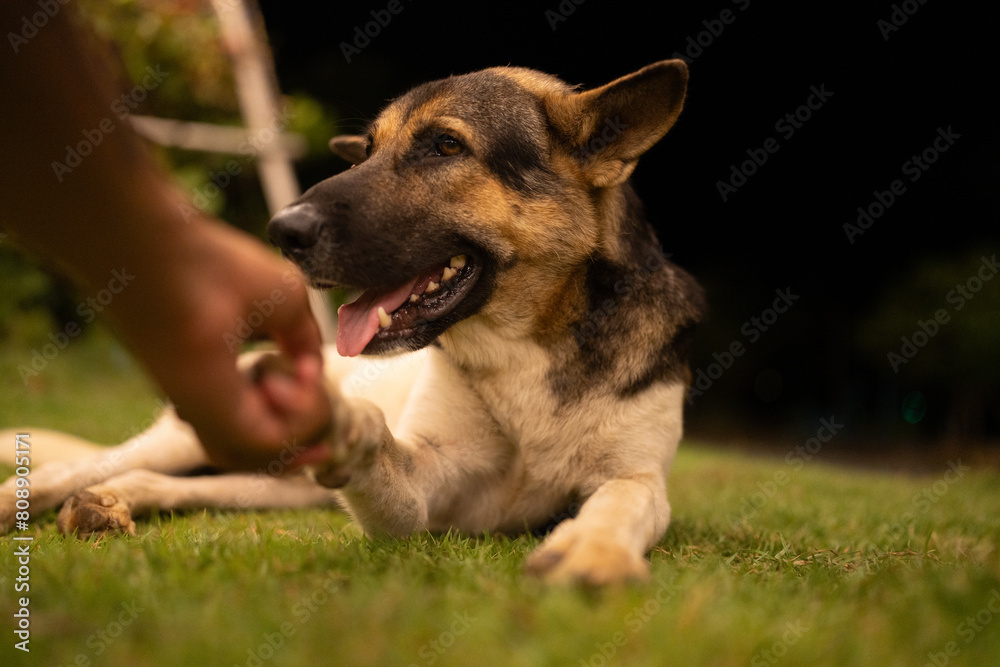 Adorable Purebred Puppy Relaxing on Green Grass: A Portrait of a Sleepy Dog Lying in Nature, Showcasing its Cute, Funny, and Happy Disposition Against a Beautiful Background Adorable Purebred Puppy Relaxing on Green Grass: A Portrait of a Sleepy Dog Lying in Nature, Showcasing its Cute, Funny, and Happy Disposition Against a Beautiful Background