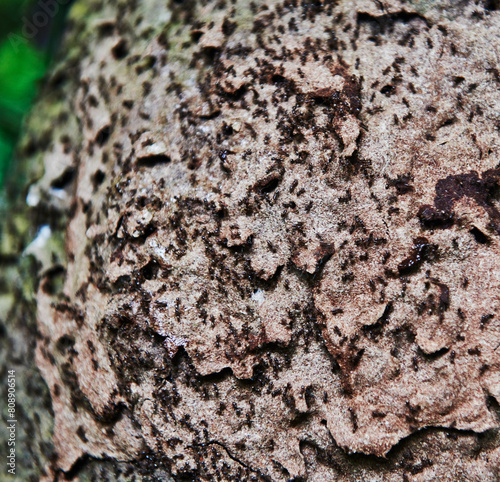 Close up of an ant colony on tree bark, Cuyabeno wildlife reserve, Amazon rainforest, Ecuador, South America