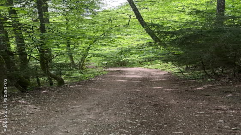Walking in spring forest. First-person point of view Walking in spring forest. First-person point of view