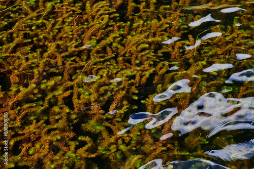 underwater plants in the lake of Cajas National Park, Ecuador, South America 