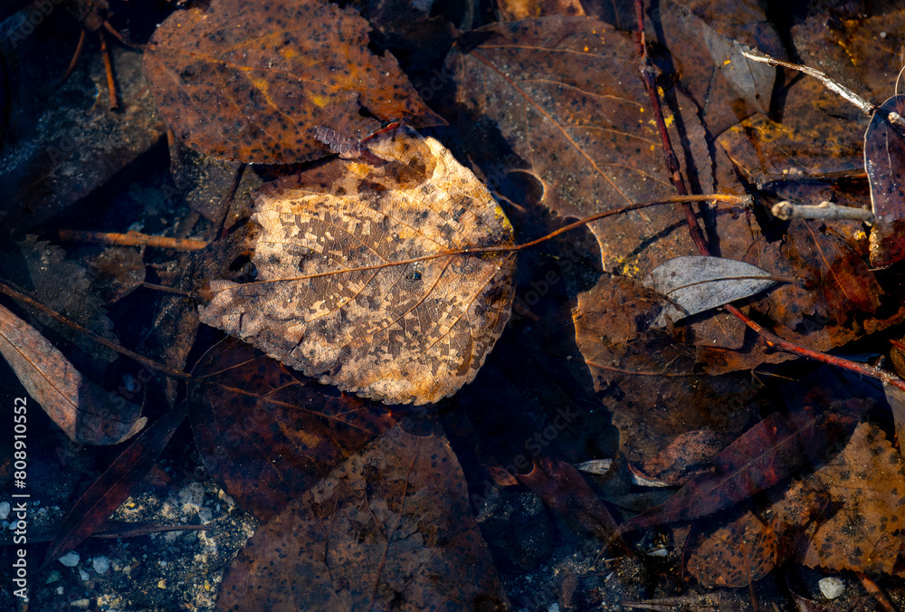 Obraz premium A dry autumn leaf in a puddle on an autumn day.