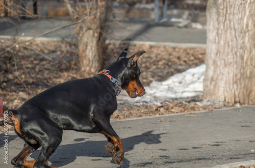 A Doberman dog on a walk in the park.