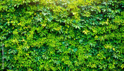 Green hedge or Green Leaves Wall, green wall, verdant plant wall, shrubbery, green wallpaper background, © Kwangvann Ztudio