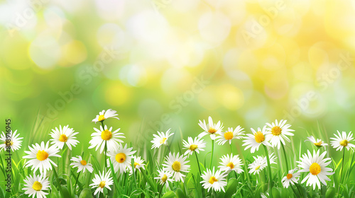 A field of white daisies with a bright green background. The daisies are scattered throughout the field  with some closer to the foreground and others further back. The bright green grass