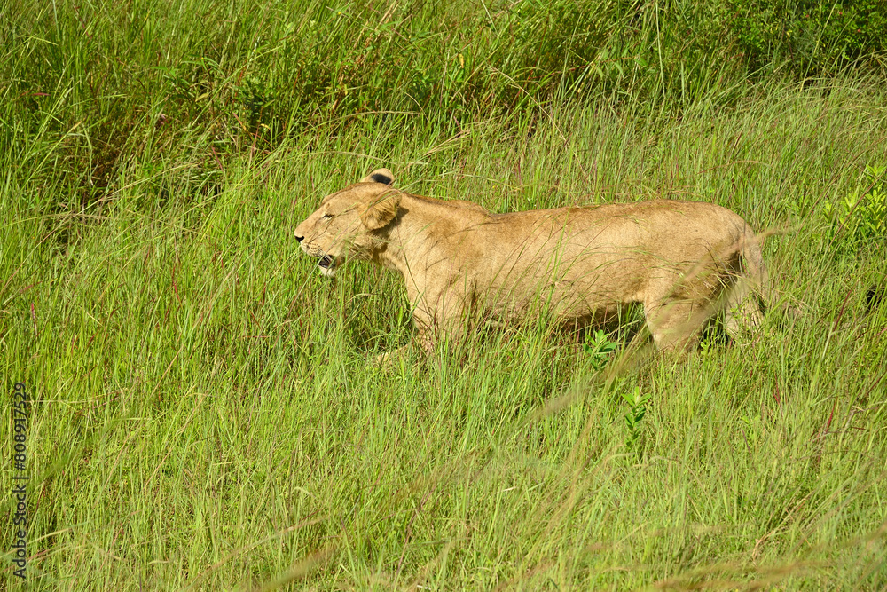 Lions roaming in Tanzania green savanah Lions roaming in Tanzania green savanah