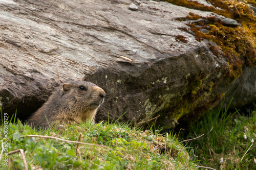a marmot to his cave in the mountains at a spring morning after hibernation