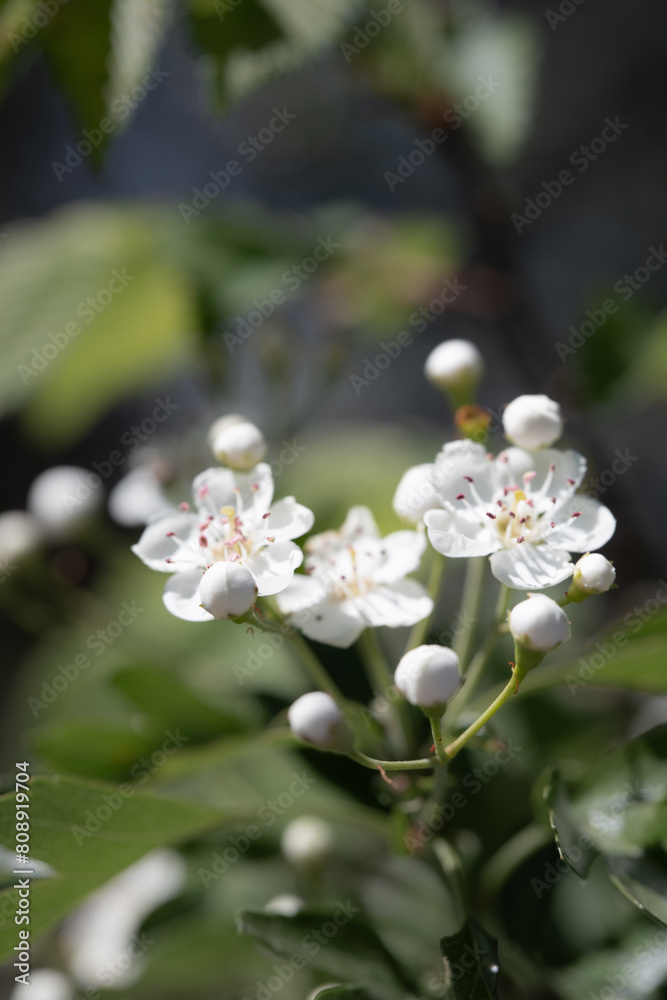 Springtime Cluster of White Blossoms. The warm sunlight enhances the fresh, springtime feel, ideal for seasonal themes.