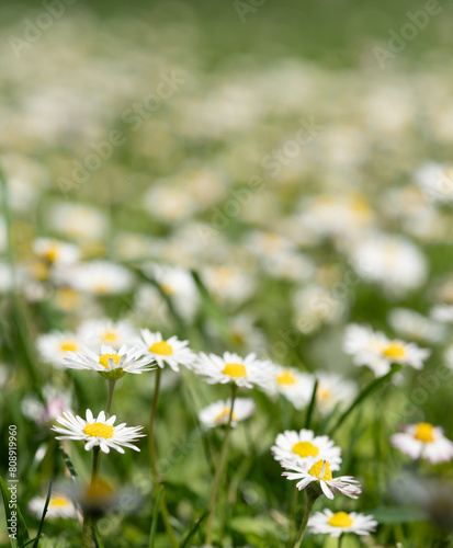 Field of Daisy Delight  A Sea of White and Yellow