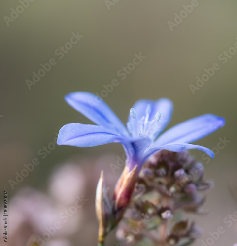 Delicate Blue Flower in Soft Focus