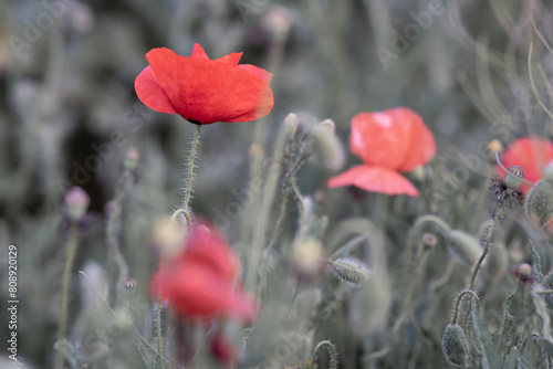 Vibrant Red Poppies in a Soft, Dreamy Field